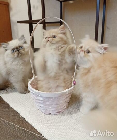Персидские котята