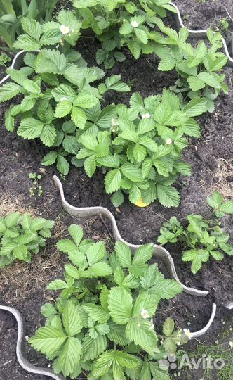 Яблоки, Малина желтая, клубника, земляника безусая