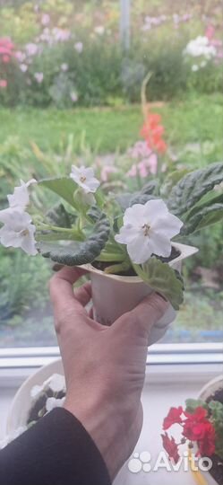 Фиалка,Герань