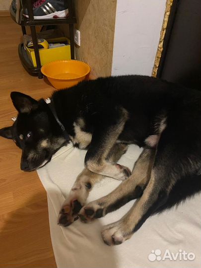 Собака хаски + овчарка