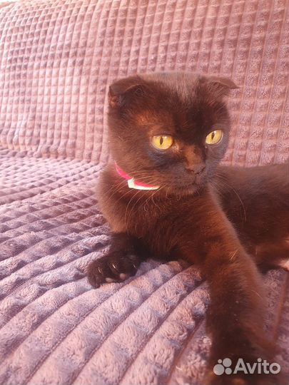 Шотландские вислоухие котята