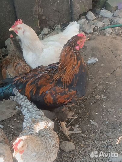 Молодые петухи