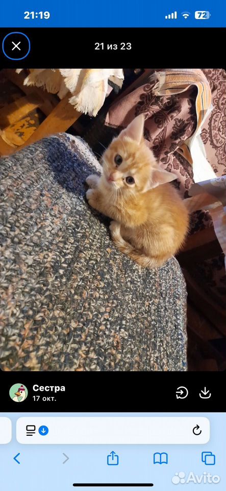 Котёнок в добрые руки, Самара