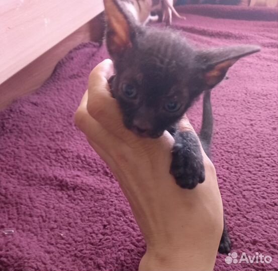 Канадский сфинкс котенок