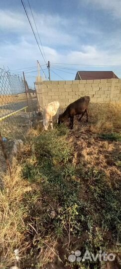 Бычки и телята