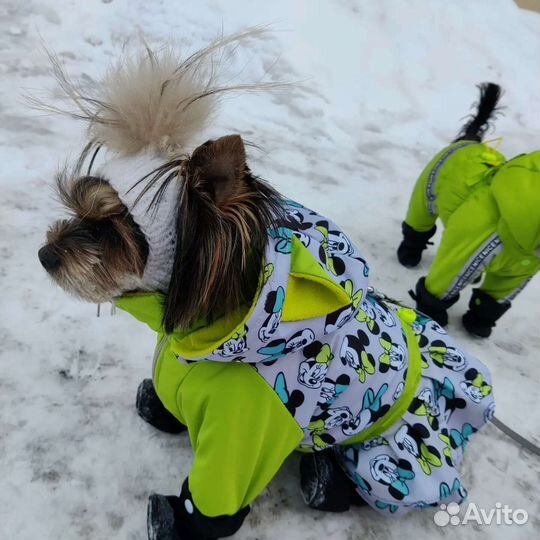 Одежда для собак мелких пород