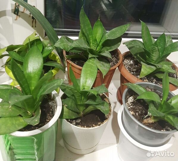 Сансевиерия