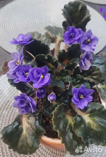 Детки фиалок и взрослые растения