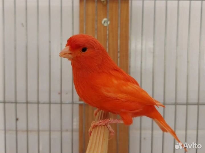 Кенары и канарейки,выстовочные