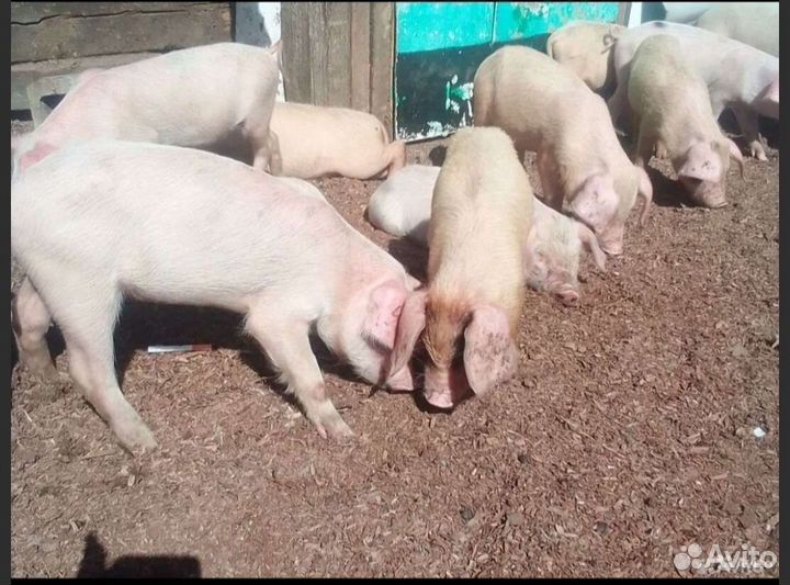 Поросенок ландрас