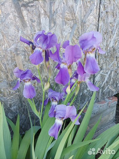 Многолетники для сада цветы