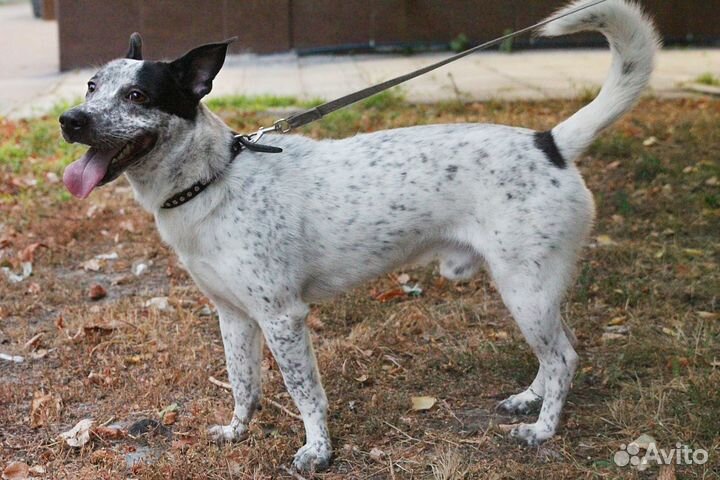 Локи ищет дом :)