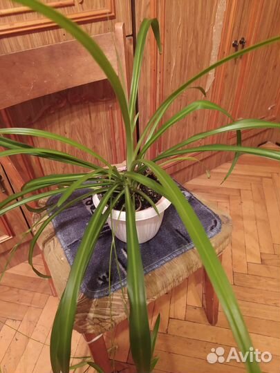 Хлорофитум