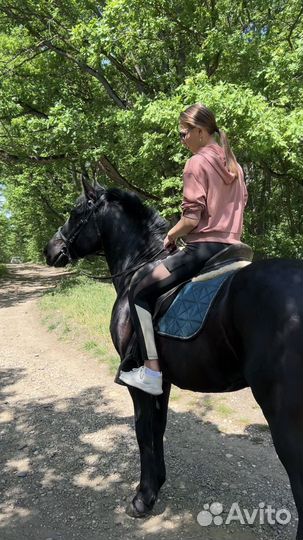 Жеребец пони класс