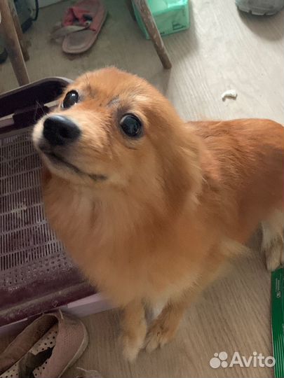 Собака в добрые руки отдам бесплатно