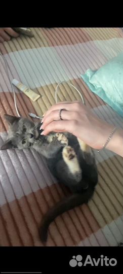 Котенок в добрые руки