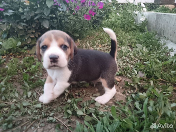 Бигль щенки