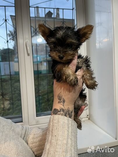 Йоркширский терьер