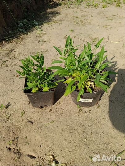 Шалфей дубравный