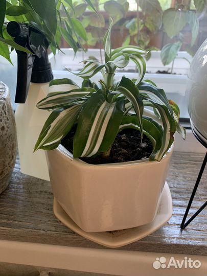 Пальма драцена