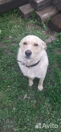 Двортерьер