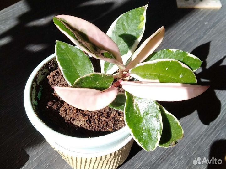 Хойя Кримсон Квин