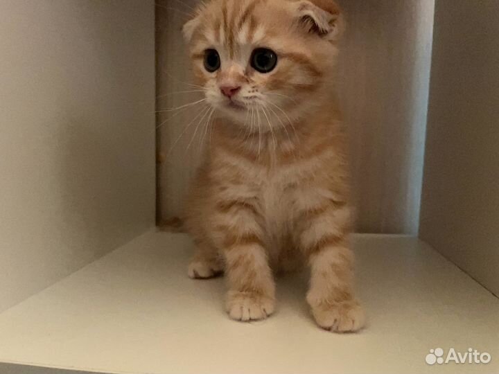 Шотландский вислоухий котик