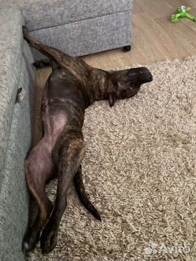 Зооняня, Догситтер, Передержка