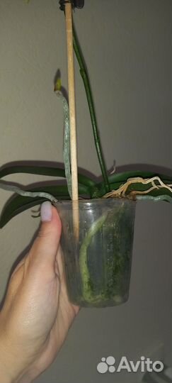 Орхидея фаленопсис