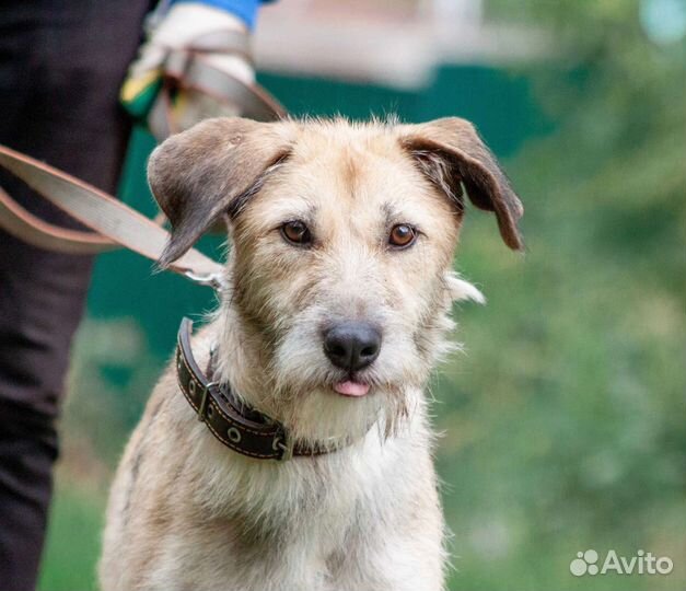 Собака в добрые руки