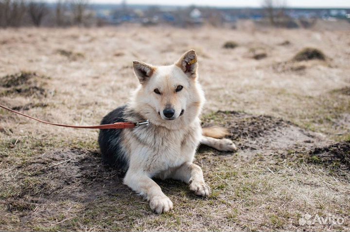 Собака из приюта в добрые руки бесплатно