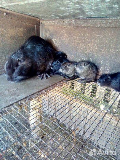 Нутрии различного возраста