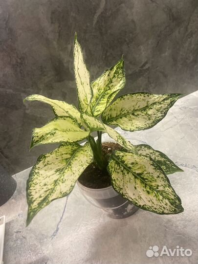 Аглаонема Сиам Парагон