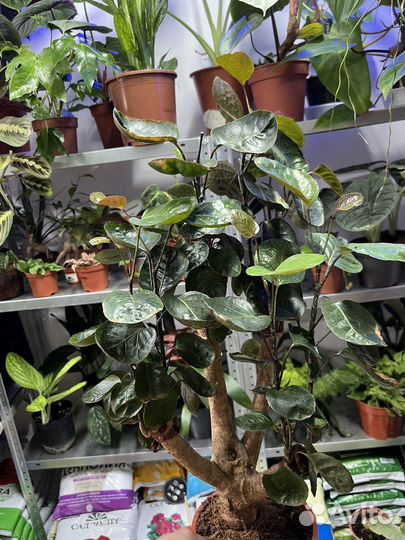 Полисциас фабиан