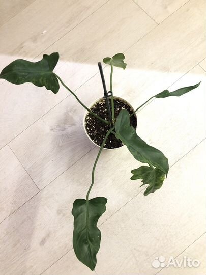 Филодендрон лайм фидл