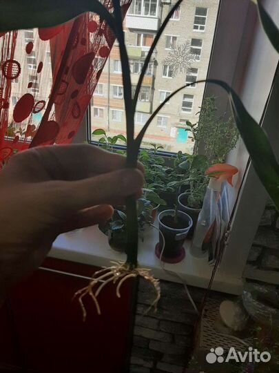 Драцена Сандера (Бамбук )