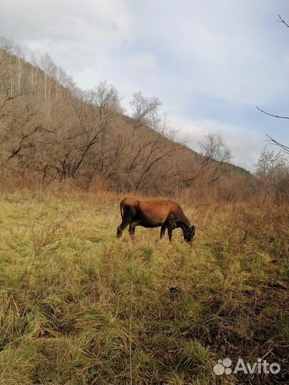 Джерсейская корова