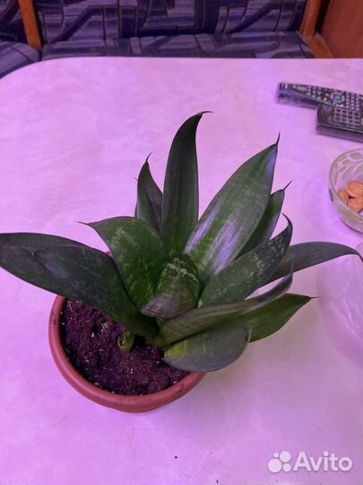 Сансевиерия