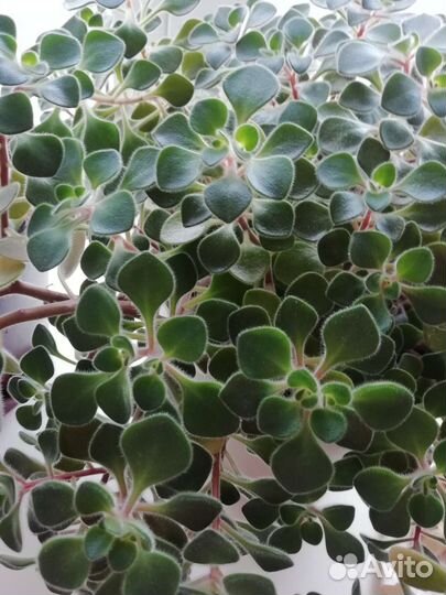 Аихризон дерево любви