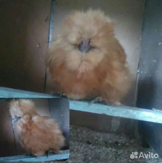 Породные Куры