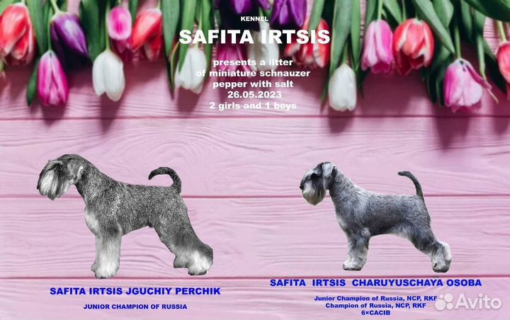 Щенки цвергшнауцера перец с солью