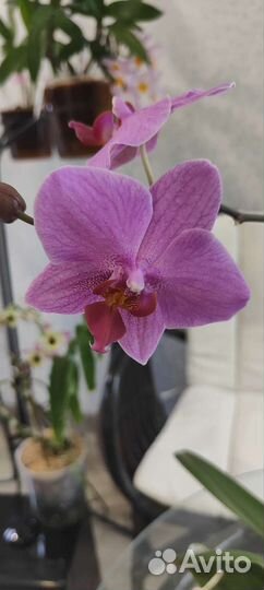 Орхидея фаленопсис