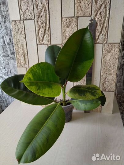 Фикус Шривериана