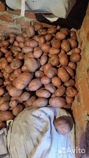 Картофель домашний