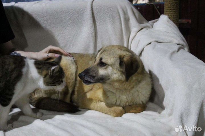 Дружок в добрые руки