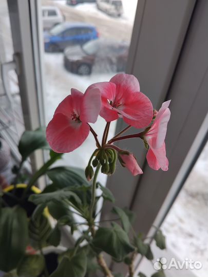 Живые