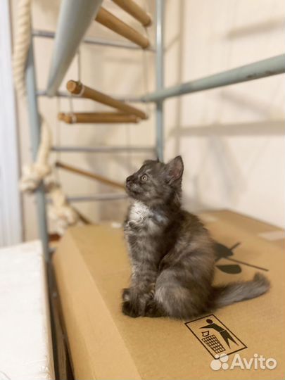 Котята в добрые руки бесплатно