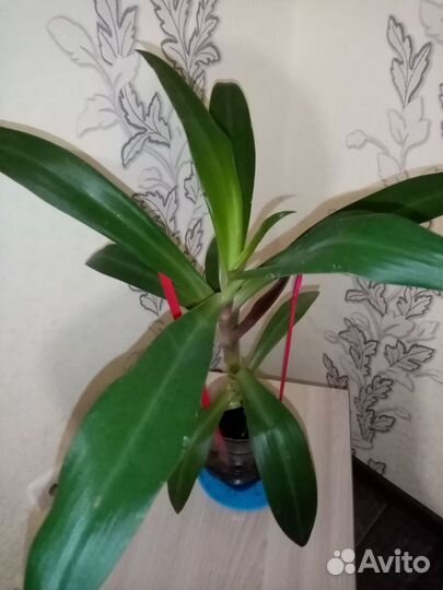 Традесканцея, рео