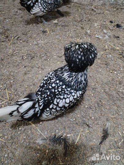 Продам Падуаны серебро, Фафероль лососевые