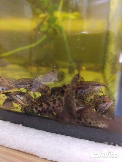 Аквариумные рыбки и растения